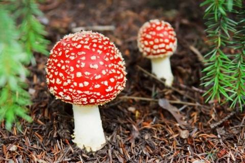 Photograph of Toadstool mushrooms in the woods. They have a white stem, red top with little white bumps on the red part. 