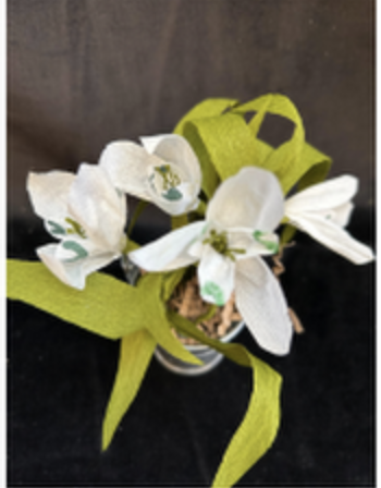 Picture of snow drop flowers with green stems. 