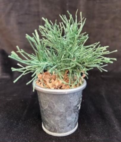 Image of the craft featuring a pot with a mini pine tree made out of crepe paper. 
