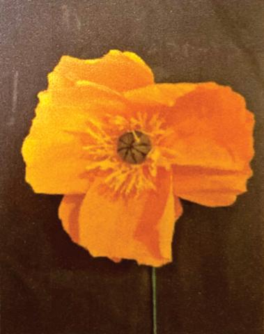 Image of a Poppy Flower made of crepe paper.