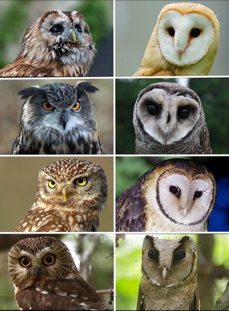 Photo collage of 8 different owls.