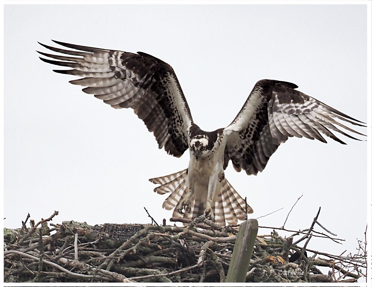 Photograph of an Osprey landing on its nest. 